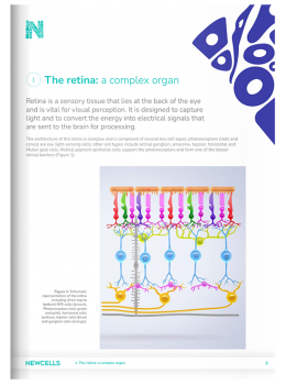 Retinal Organoids eBook page 3.