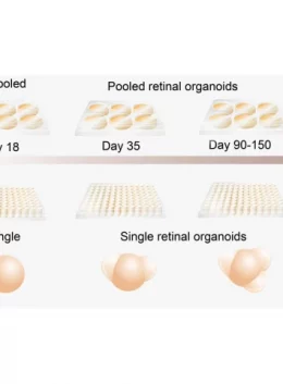 Diagrammatic representation of the culture formats for both single and pooled retinal organoids