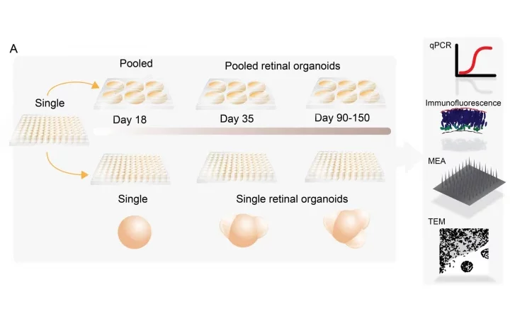 Diagrammatic representation of the culture formats for both single and pooled retinal organoids