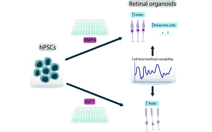 Human iPSC differentiation to retinal organoids.
