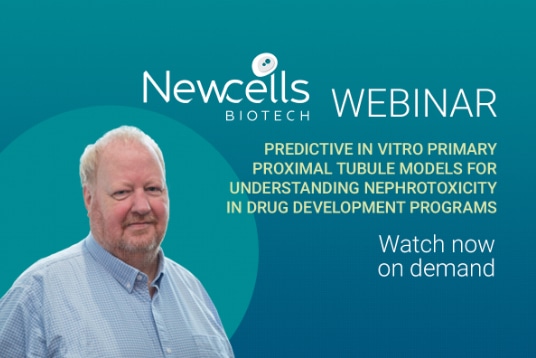 Predictive in vitro primary proximal tubule models for understanding nephrotoxicity in drug development programs