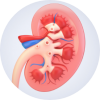 Illustration of a kidney
