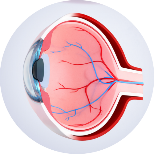 An illustration of a retina looking to the left