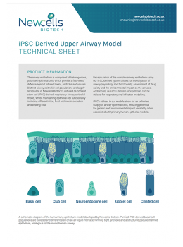 iPSC-Derived Upper Airway Model