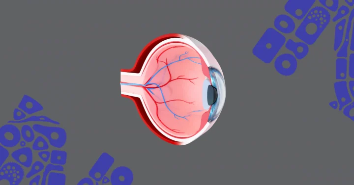 Retinal organoids