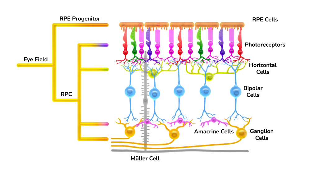 Retinal Organoids | Newcells Biotech