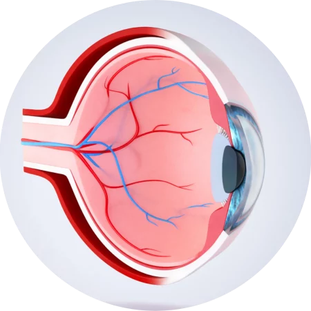 An illustration of a retina looking to the right