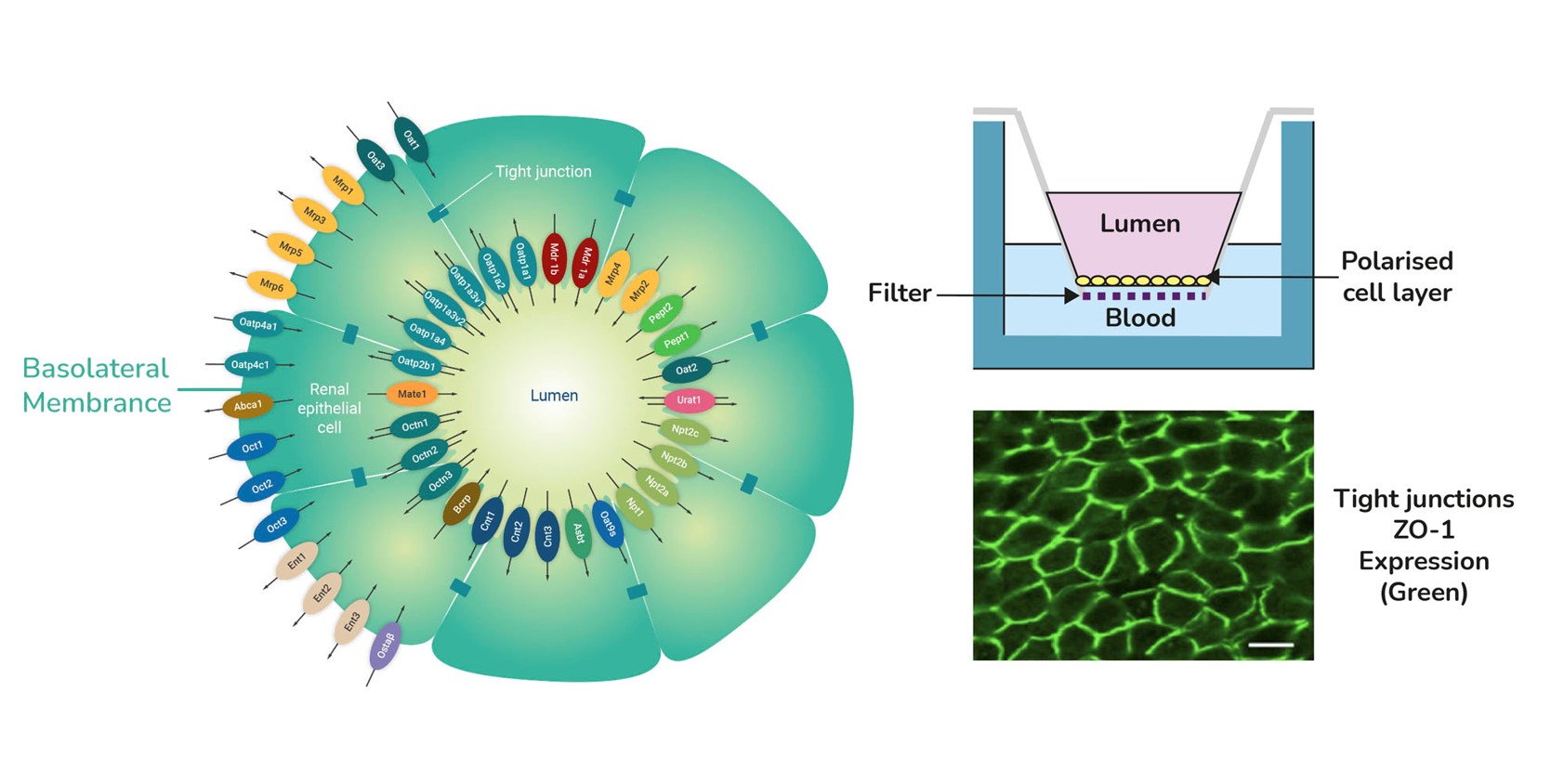 aProximate proximal tubule cell (PTC) model.