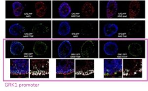 Figure gene therapy vector assessment